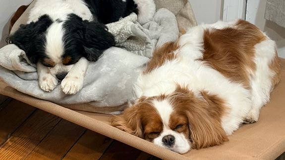 Overnight Care Tailored for Your Dog's Needs.