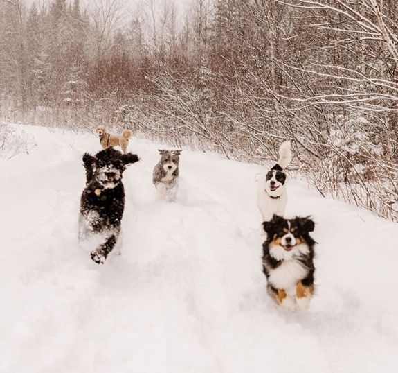 Our Fur Family & Friends