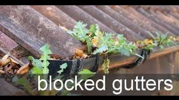 Yellow ginkgo leaves drape over traditional Asian roof tiles, capturing the essence of fall.