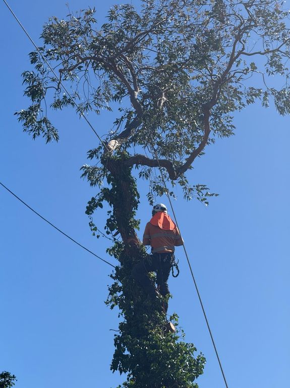 Tree Removal