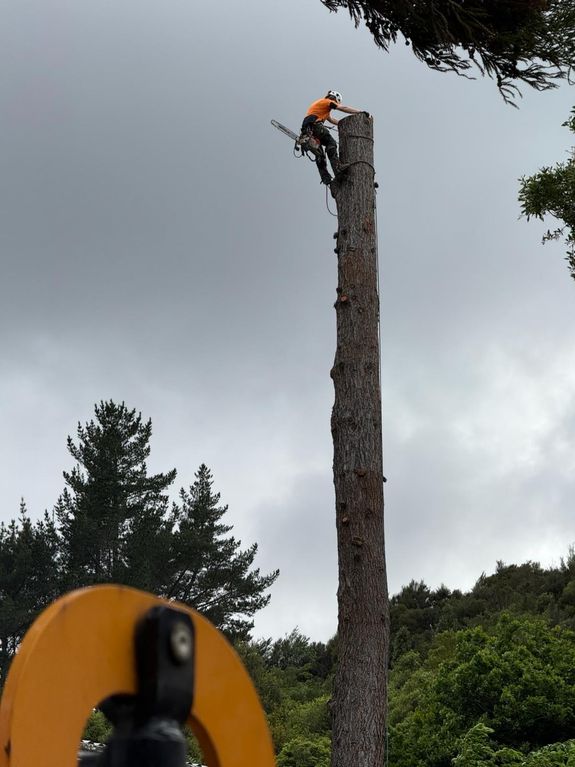 Experience the Bluewood Difference in Tree Care