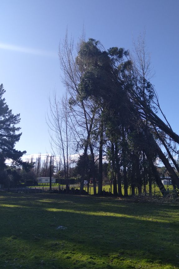 Emergency Tree Services