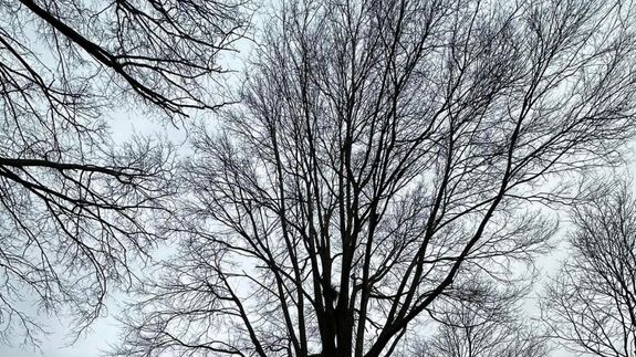 Low-angle Photo of Green Leafed Tree