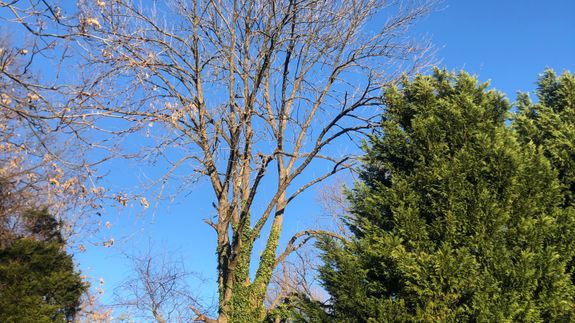 Reliable Tree Service Experts in Greensboro, NC
