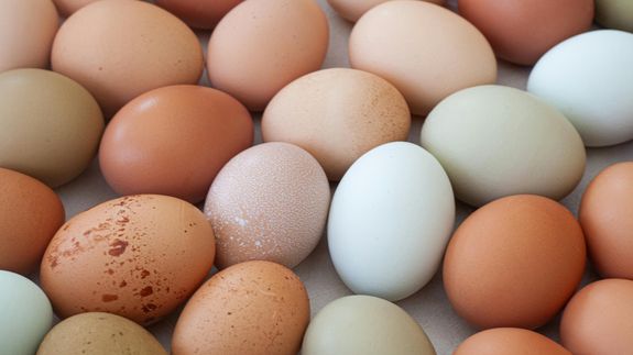 Discover Fresh, Nutritious Eggs from Cackle Fruit Factory in Angleton, TX