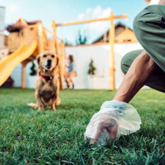 Yard Waste Cleanup