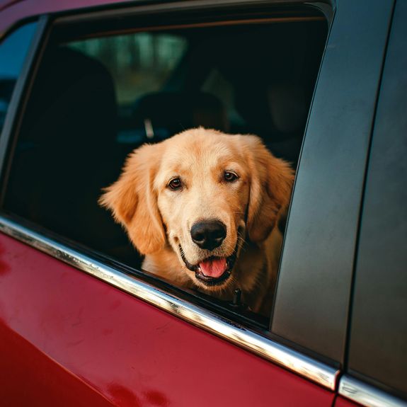 Pet Transportation