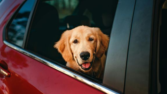 Compassionate Pet Transportation & Errand Services in RI