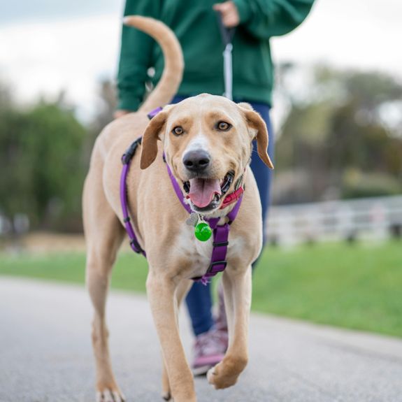 Dog Walking