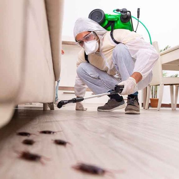Cockroach Control — From R550