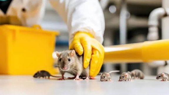 RAT & MOUSE CONTROL