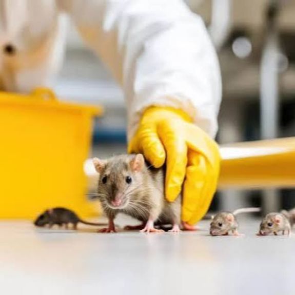 Rat & Mouse Control — From R800
