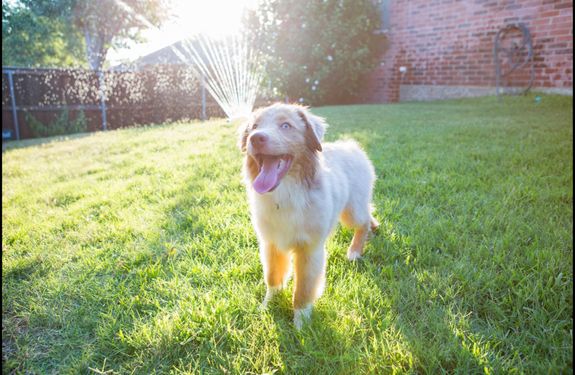 Professional Dog Poop Cleanup Services in Powder Springs, GA