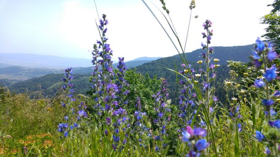 A delicate seedling sprouting from the soil symbolizes growth and new beginnings.