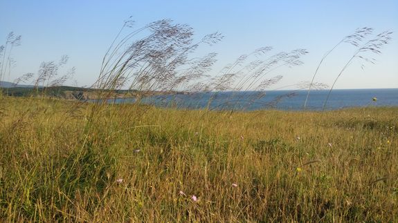 brown dried leaves on sand