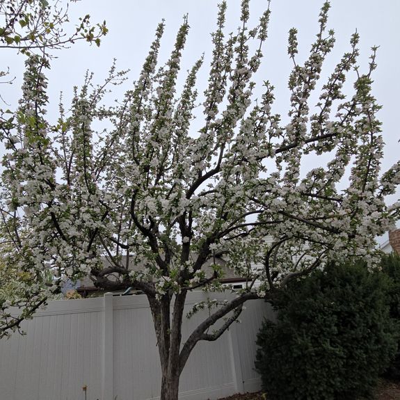 What types of fertilizers do you use for tree care?