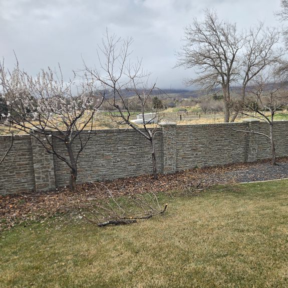 How often should I fertilize my trees?