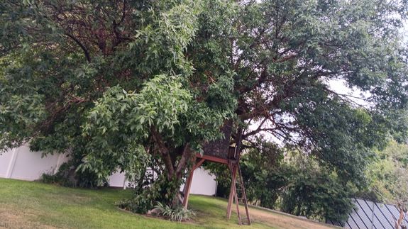 Tired of watching your trees struggle?