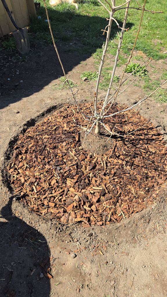 Tree planting and planning