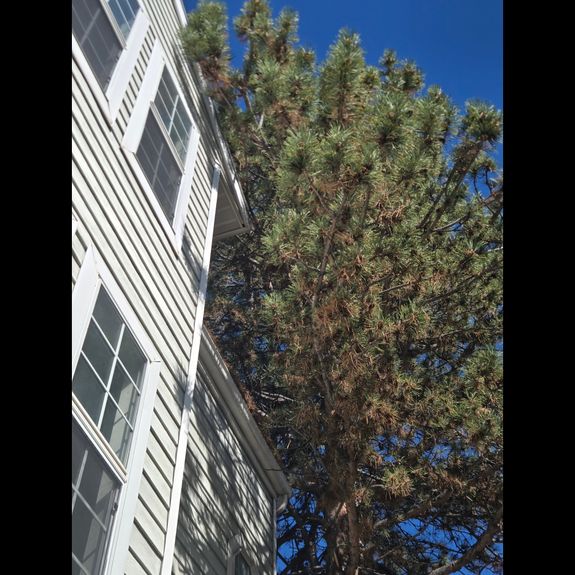 Tree Health Assessment