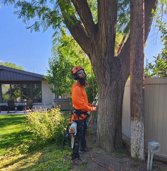 Expert Tree Care Services in Salt Lake City, UT