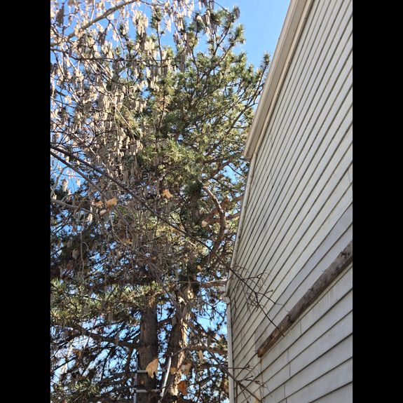 How can I tell if my trees need fertilization?