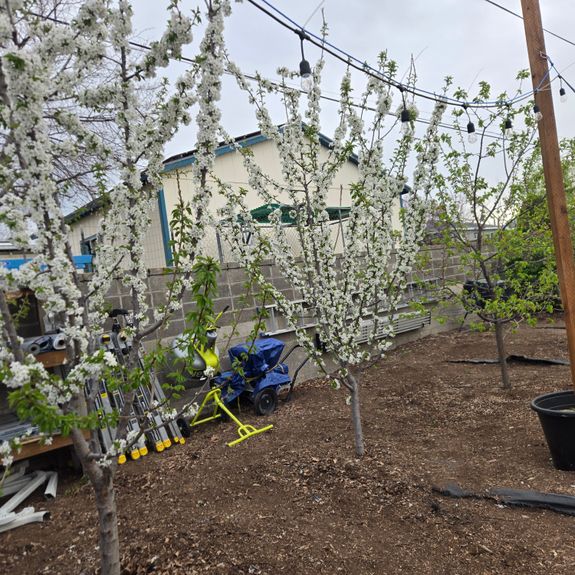 Can fertilization improve the health of my trees?