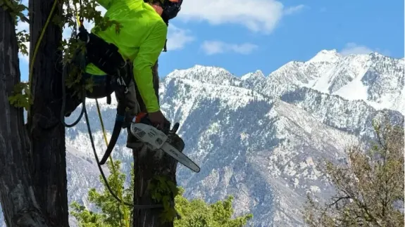 Tree Health & Proper Pruning in Salt Lake City