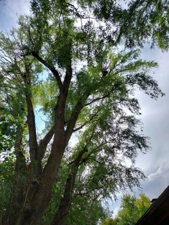 Tailored Services for Every Tree