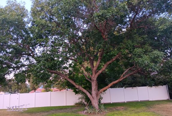 Expert Tree Care Services in Salt Lake City, UT