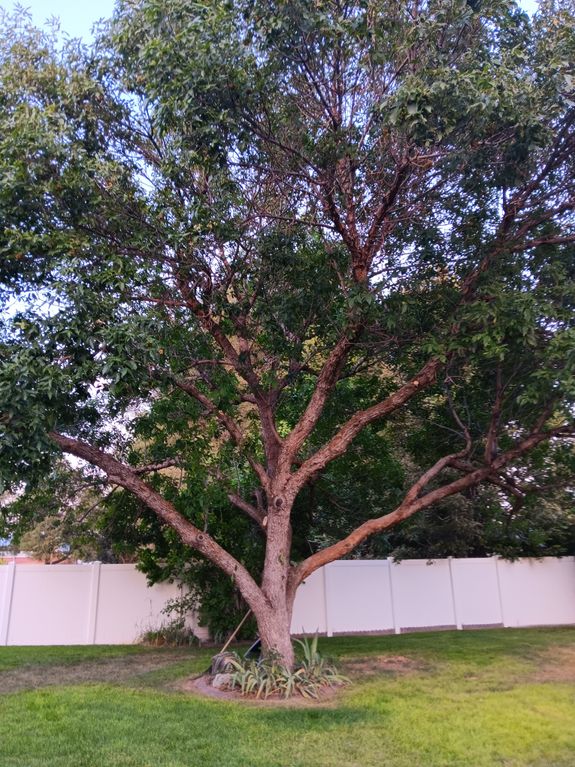 Expert Tree Care for a Greener Tomorrow