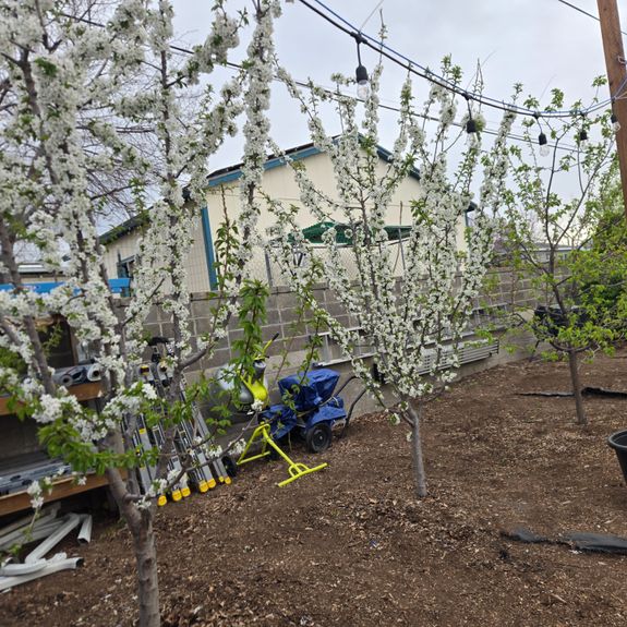 Fertilization Services and root stimulants