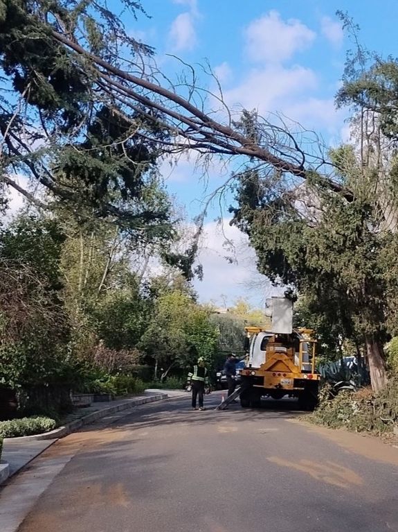 Emergency Tree Removal