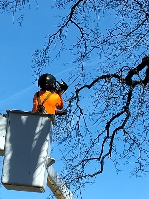 Comprehensive Tree Services