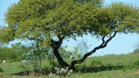 Wooden Blocks on Table Top 