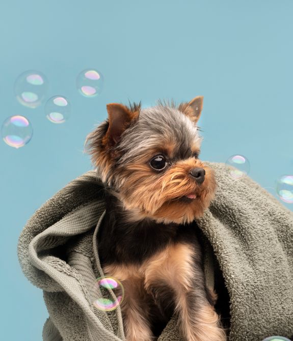 What grooming services do you offer at K9 Cuts?