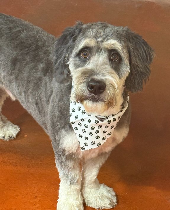 Experience the Best in Dog Grooming at K9 Cuts