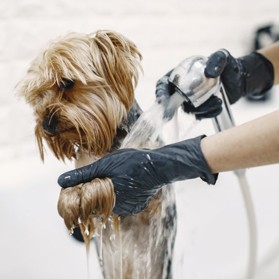 Pamper Your Pooch in Kewanee, IL with K9 Cuts
