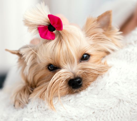How often should I bring my dog in for grooming?