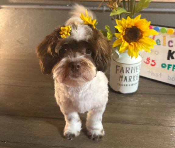 K9 CUTS, LLC  Kewanee, IL