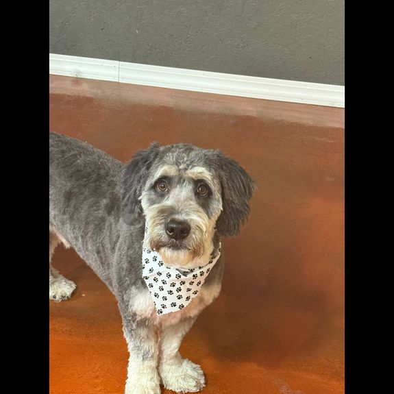 Personalized Grooming for Every Dog