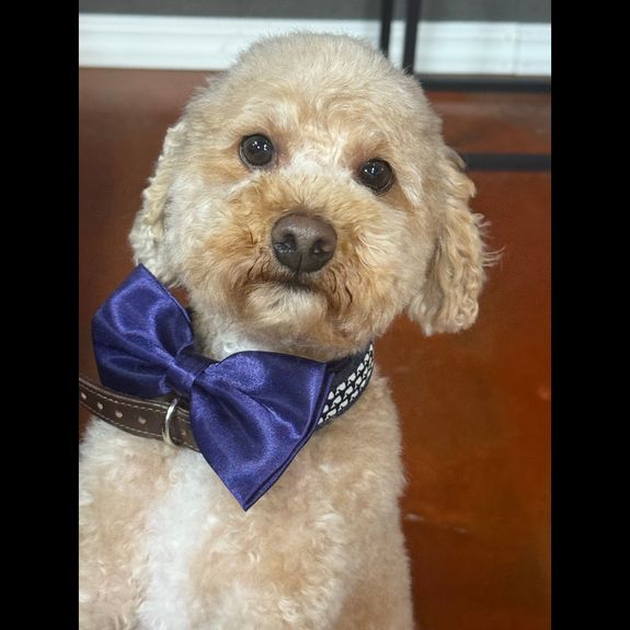 Comprehensive Grooming Services