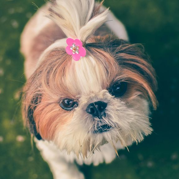 Are your groomers experienced and certified?