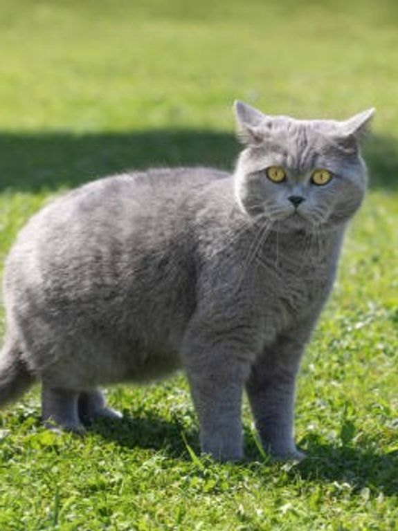 One-Time Cleanup Services