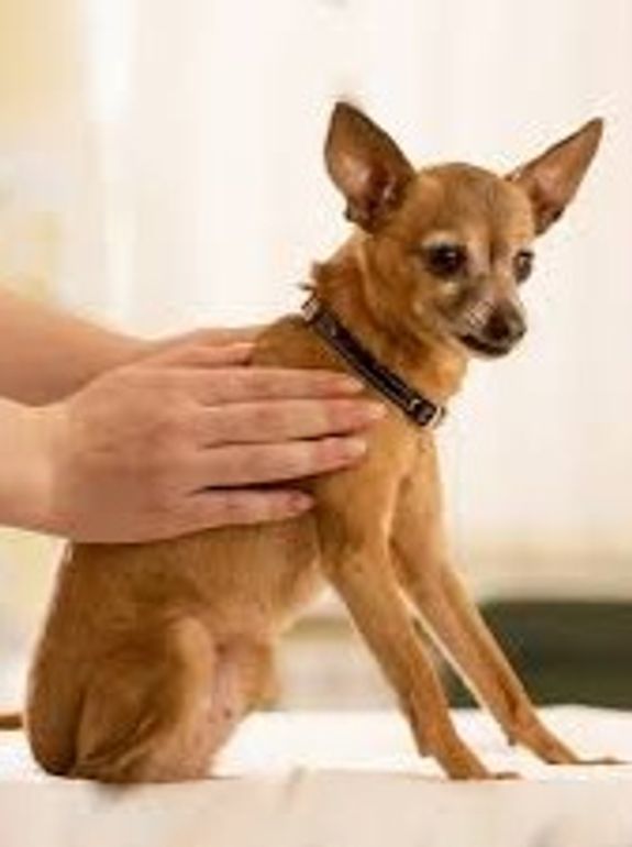 Animal Reiki, 30 minutes/$55, 60 minutes/$110