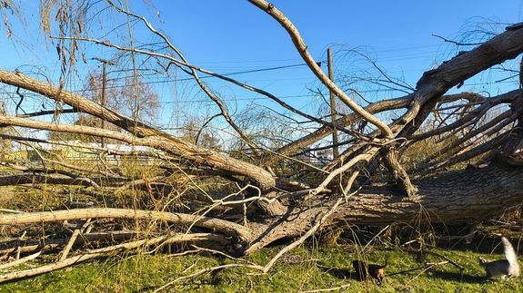 Transform Your Yard in Kennewick, WA