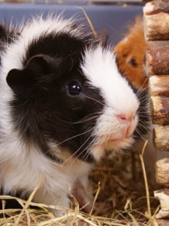 Small Pet Feed & Clean