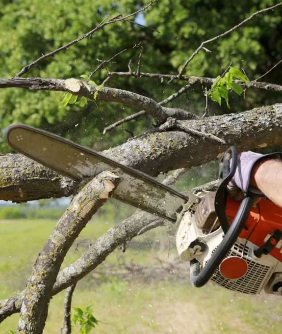 Tree Removal (3Metres Max)