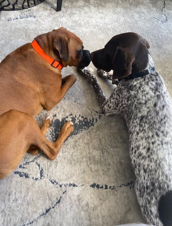 Loving Pet Sitting Services in Las Vegas, NV