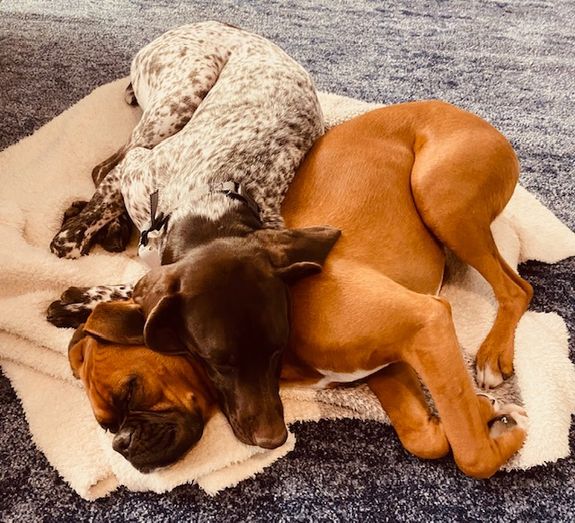 Loving Pet Sitting Services in Las Vegas, NV